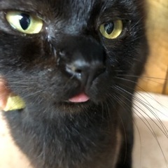 黒子猫里親さん募集してます。
