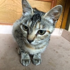 茶トラ子猫里親さん募集してます。