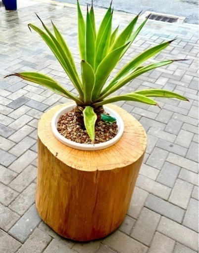 プランター　ヒノキ　檜　丸太　植木鉢