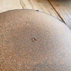信楽焼きのお皿　4枚　中古の画像