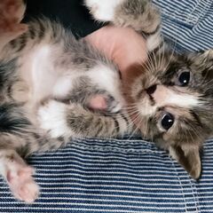 里親さん募集致します！！