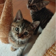 生後2ヶ月ぐらいのこねこ3兄弟ちゃんたちです。家族が決まりました！