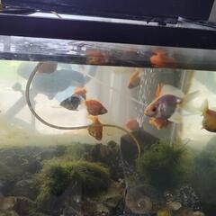 金魚何匹でも500円！