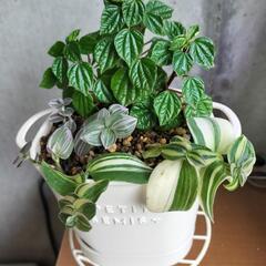 観葉植物　トラディスカンティアとペペロミアの寄せ植え