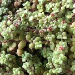 ありがとうございました！多肉植物