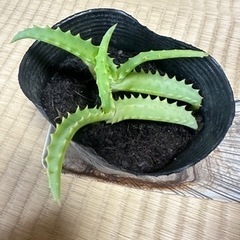 生活雑貨 家庭用品 ガーデニングの画像