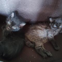 🐈可愛い黒猫（女の子）の里親募集です🐈‍⬛