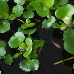 水草（ほてい草）あげます