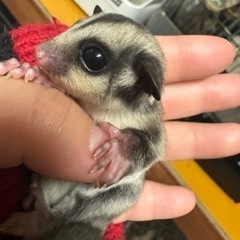 フクロモモンガ ノーマルベビーさん