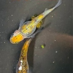 【近日受け渡し可】【極上】ユリシスメダカ針子・稚魚・若魚10匹（...