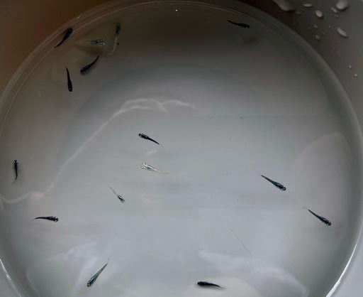 ラムネブルーロングフィン・幼魚10匹+α［めだか・メダカ］（0618）