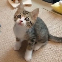 元気で甘えん坊なキジ白の男の子シュウくん♪ - 猫