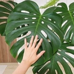【予約中】観葉植物 モンステラ デリシオーサの画像