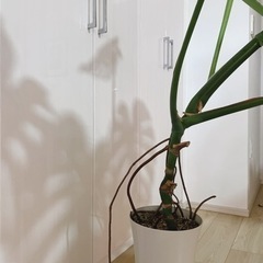 【予約中】観葉植物 モンステラ デリシオーサの画像
