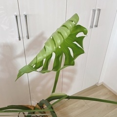 【予約中】観葉植物 モンステラ デリシオーサの画像