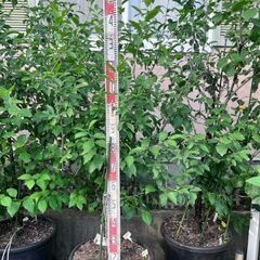 プルーンの植木３本の画像