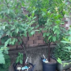 プルーンの植木３本の画像