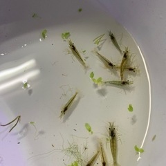 ミナミヌマエビ