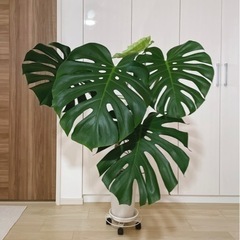 【予約中】観葉植物 モンステラ デリシオーサの画像