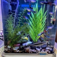 鑑賞魚グッピー オス、メス