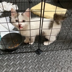 かわいい子猫です！