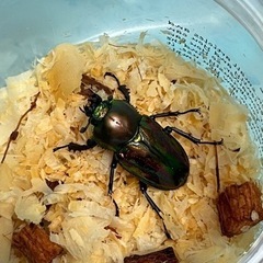 ニジイロクワガタ　ペアの画像