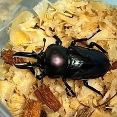 ニジイロクワガタ　ペアの画像