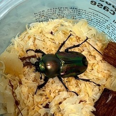 ニジイロクワガタ　ペアの画像