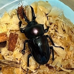 ニジイロクワガタ　ペア