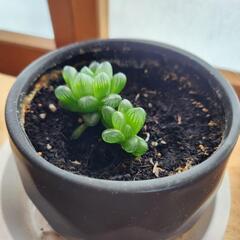 多肉植物②