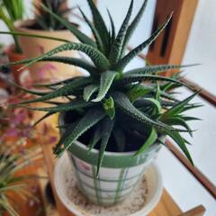 多肉植物③