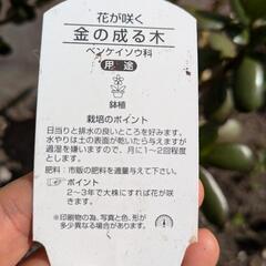 金のなる木の画像