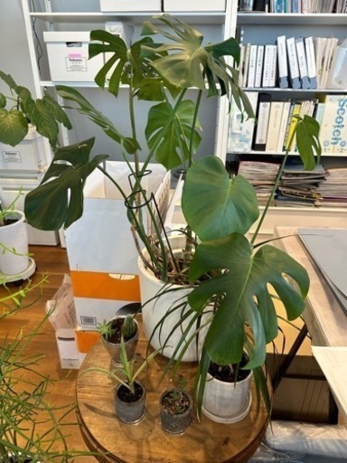 植物　モンステラ、ヤシ、サボテンなど　5セット