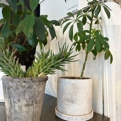 シェフレラ、多肉植物セット