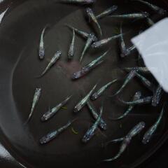 メダカ  白ブチラメ幹之サファイア  めだかです☺️ 10匹+α...