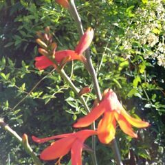 クロコスミアの画像