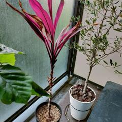観葉植物 コルジリネ アイチアカ