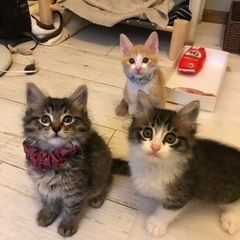 生後1ヶ月半　可愛い子猫達　4兄妹です
