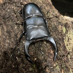 国産オオクワガタ④