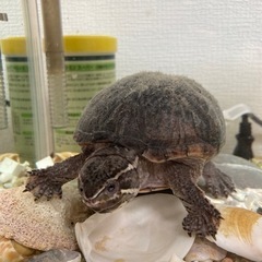 カブトニオイガメの里親募集 無料であげます・譲ります｜ジモティー