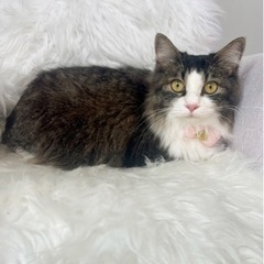 モフモフのテテちゃん🐱🎀