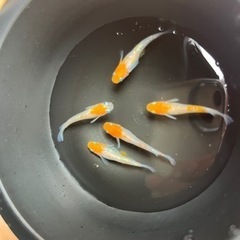 紅凛紅白めだかの卵