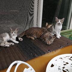 母猫ドリームと仔猫３匹の里親募集