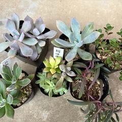 生活雑貨 家庭用品 ガーデニングの画像