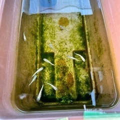 メダカ生体、卵