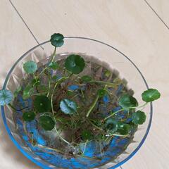 水草と交換→メダカとエビ