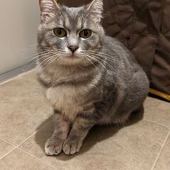【迷い猫】【迷子猫】グレーの猫を保護しています