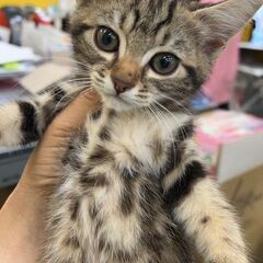 マンチカン女の子