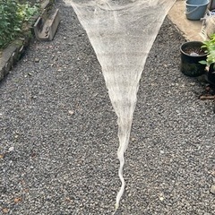 投網　　お取引は決まってますの画像