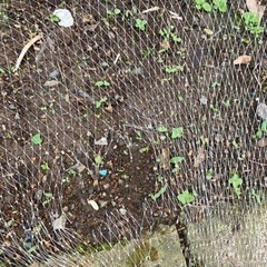 投網　　お取引は決まってますの画像